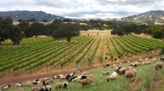 Vineyard